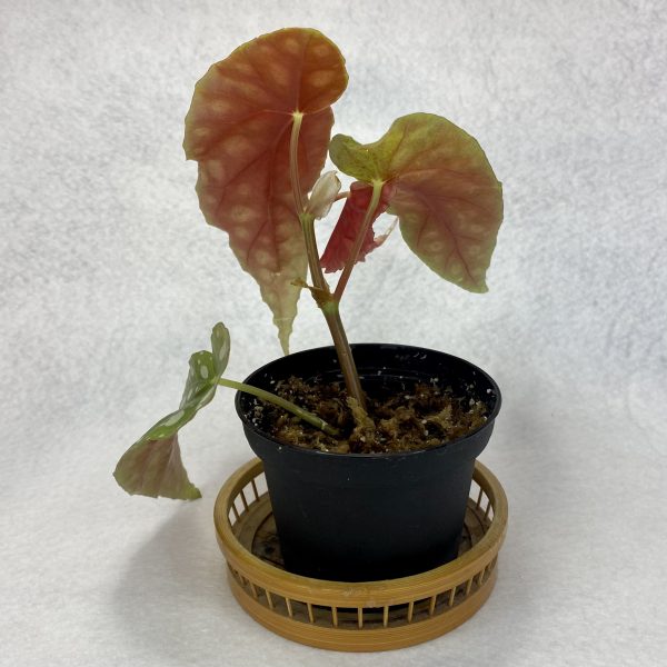 Begonia Maculta 3" - Image 2