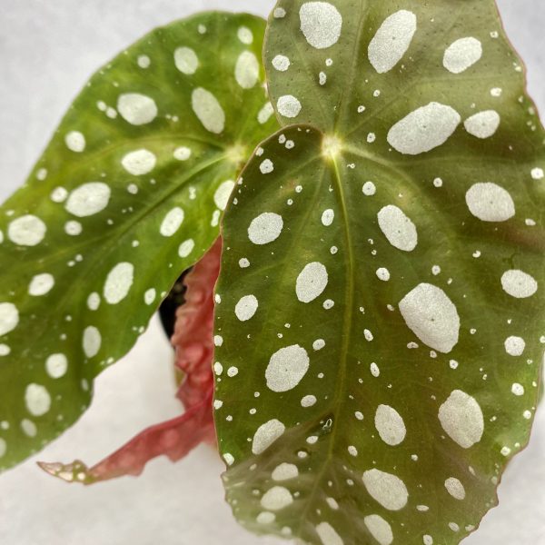 Begonia Maculta 3" - Image 3