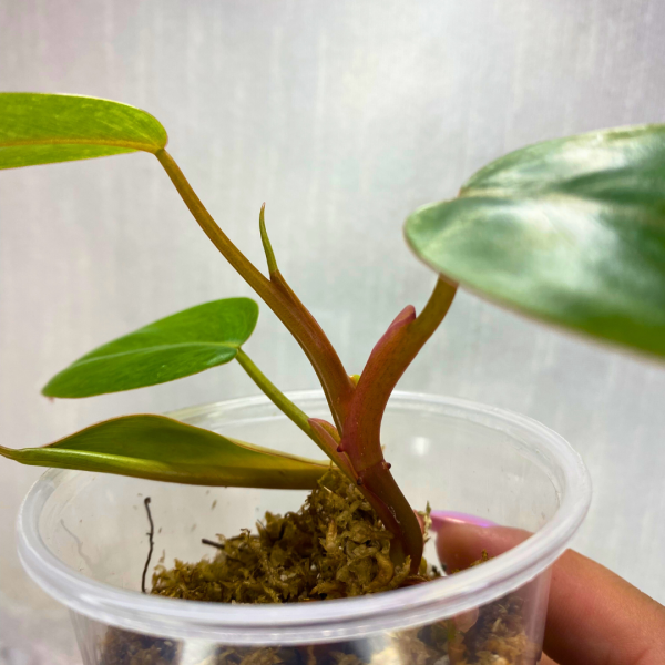 Philodendron Painted Lady 3" - Image 3