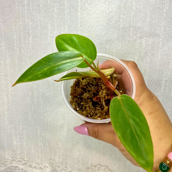 Philodendron Painted Lady 3" - Image 2