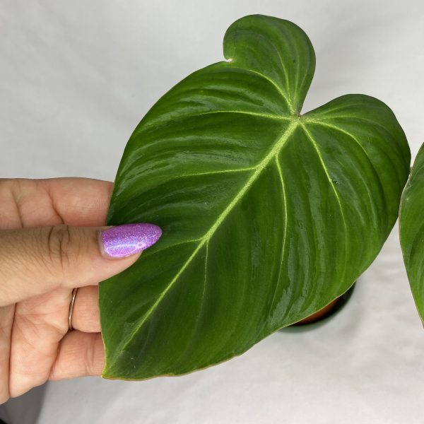 Philodendron gloriosum 6" - Image 3