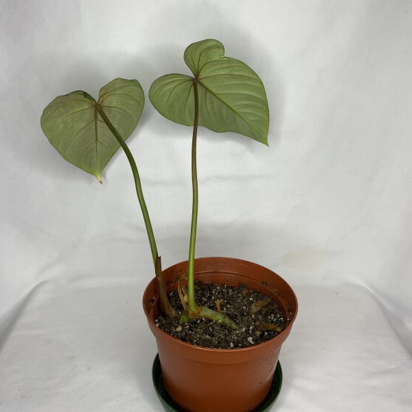 Philodendron gloriosum 6" - Image 2