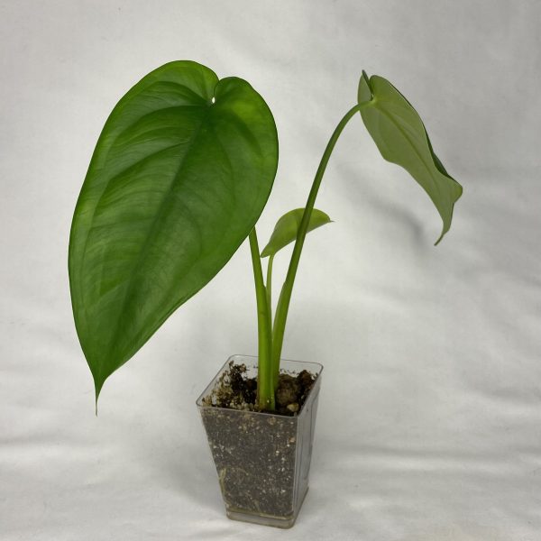 Syngonium Chiapense - Image 2