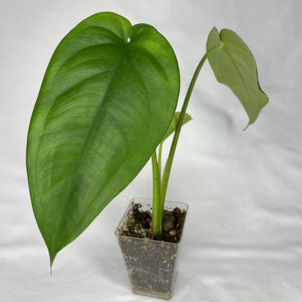 Syngonium Chiapense - Image 3