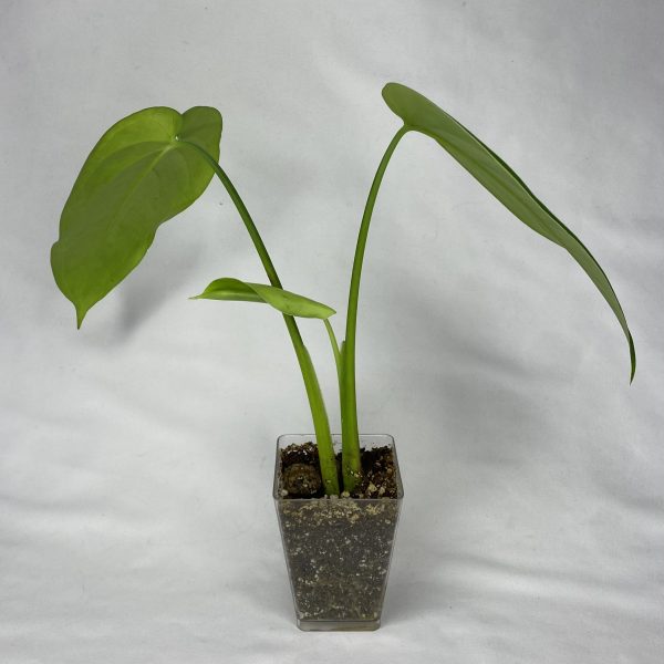Syngonium Chiapense - Image 5