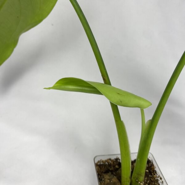 Syngonium Chiapense - Image 4