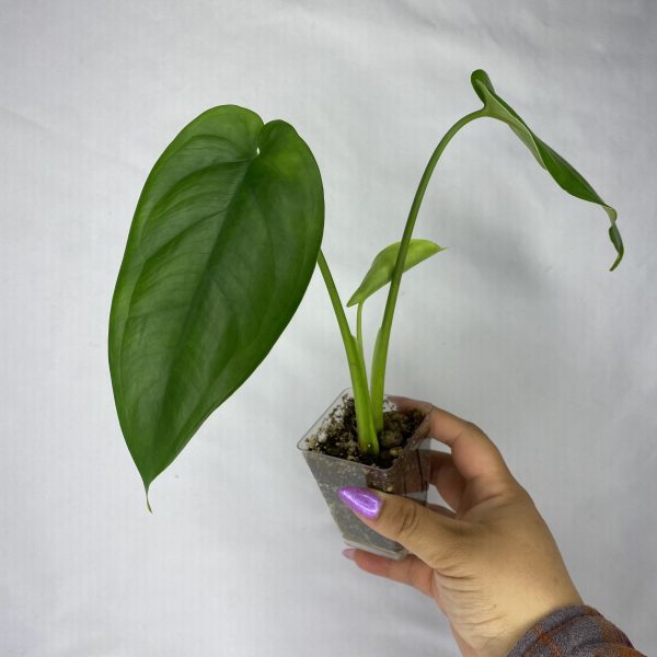 Syngonium Chiapense