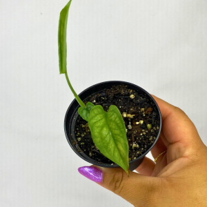 Monstera Siltepecana 3"