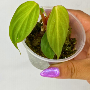 Philodendron Gigas 2"