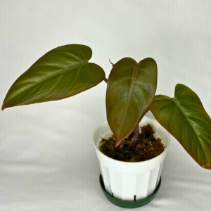 Philodendron Dark Lord 4"