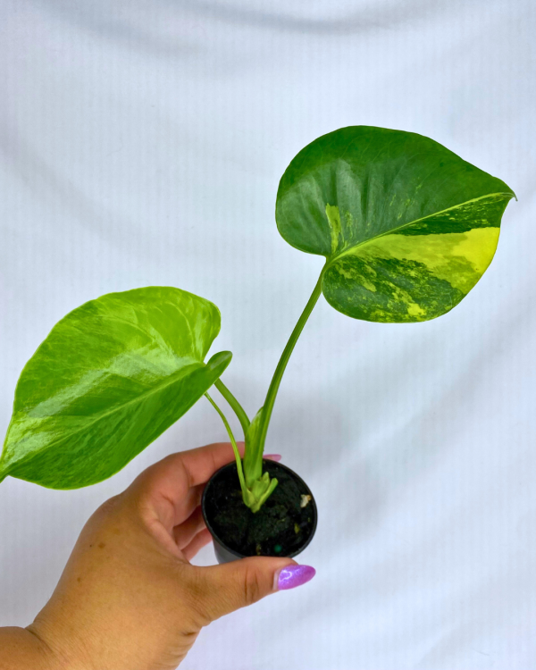 Monstera Aurea Variegata  2” - Image 4