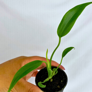 Monstera Burle Marx Flame  2”