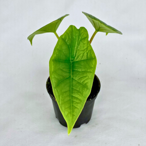 Alocasia Platinum 2"