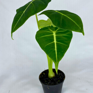Alocasia Frydek 2"