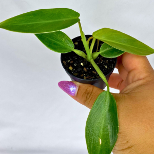 Philodendron Spiritus Sancti 2"