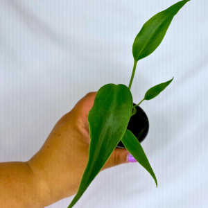 Monstera Burle Marx Flame  2”