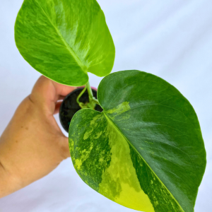 Monstera Aurea Variegata  2”