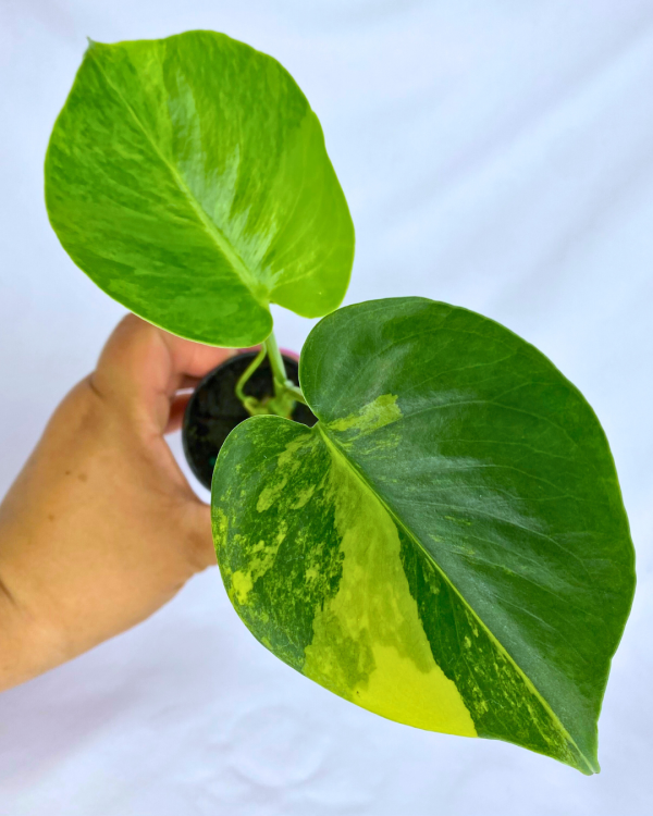 Monstera Aurea Variegata  2”