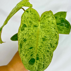 Philodendron Paraiso Verde  2”