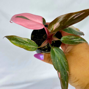 Philodendron Pink Princess Marble 2"