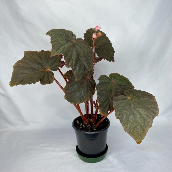 Begonia Taconite 4"