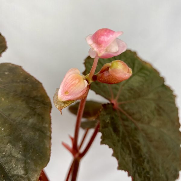 Begonia Taconite 4" - Image 2