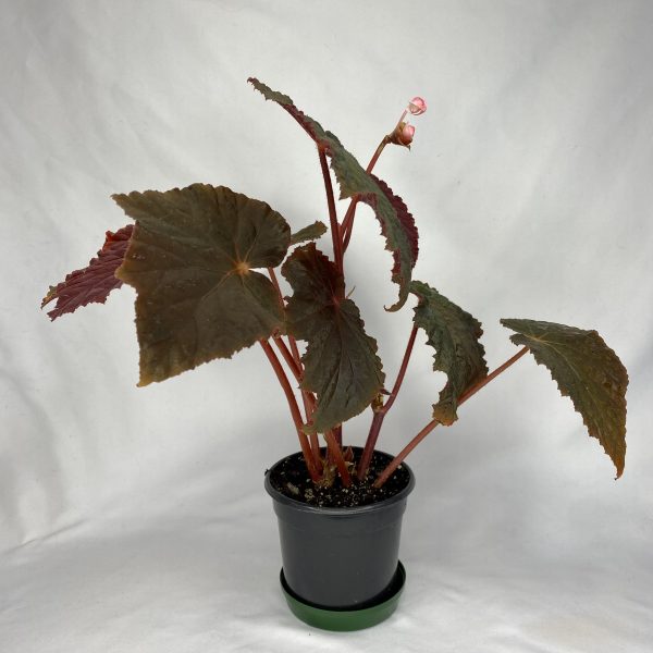 Begonia Taconite 4" - Image 4
