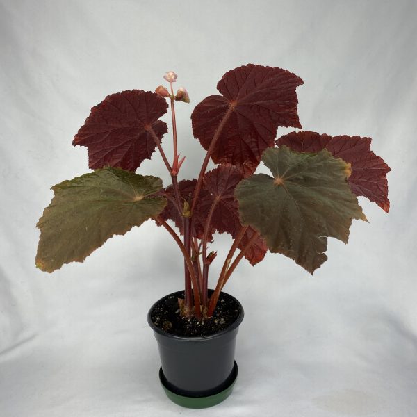 Begonia Taconite 4" - Image 3