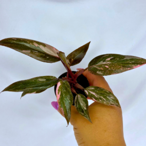 Philodendron Pink Princess Marble 2"