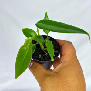 Philodendron Spiritus Sancti 2"