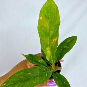 Philodendron Ring of Fire 2"