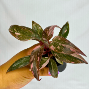 Philodendron Pink Princess Marble 2"
