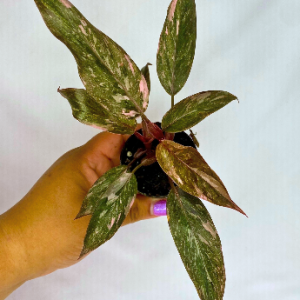 Philodendron Pink Princess Marble 2"